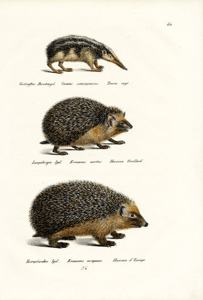 Tailless Tenrec by Karl Joseph Brodtmann